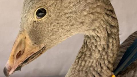 A close-up of the face of the injured brown goose, as it sits upright