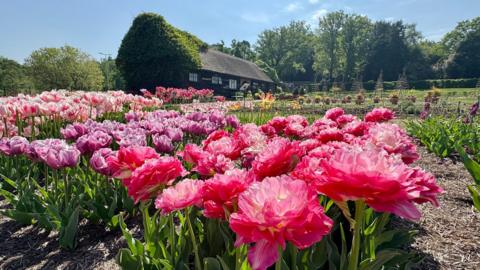A field of pink flowers with a thatched brown house and trees in the distance under a blue sky