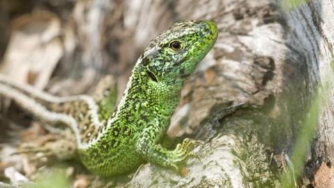 Sand lizard