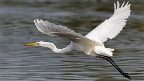 Great white egret, a while bird with a long neck and yellow beak. Its wings are outspread in flight and its black legs are swept behind. It is flying over grey-coloured water. 