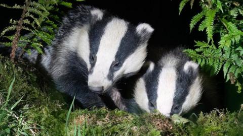 Two badgers in the undergrowth sitting on grass.