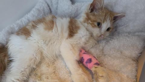 A orange and white kitten lying on a fluffy white cushion. He has a pink bandage around his front left paw