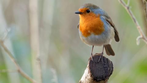 A robin bird, with a bright orange chest and face, sits on a tree branch with a blurred background of branches