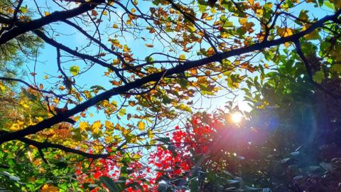 The sunlight shines through multi-coloured leaves on branches with blue sky showing through