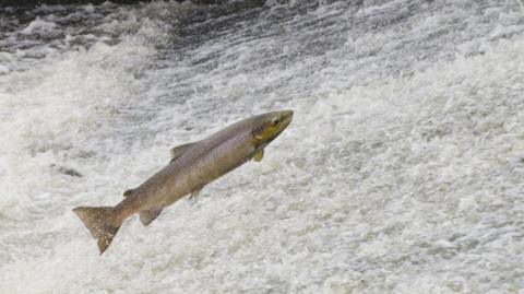 A salmon jumping out of the water. 