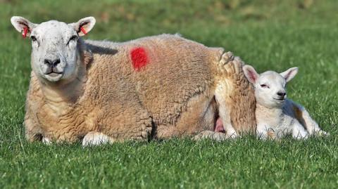 A sheep and a lamb in a field