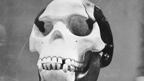 The reconstructed Piltdown skull on display at the Natural History Museum.