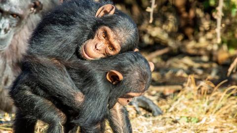 Embrace between Little Jake and Little Joey, two juvenile male chimpanzees in a forested sanctuary