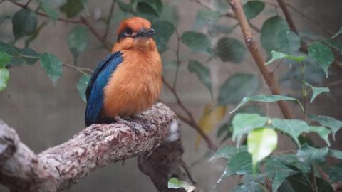 A bird perched on a tree branch, it has a rust coloured chest and head with petrol blue wings and eye markings