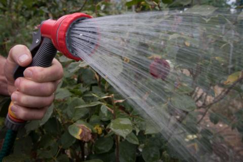 A person's hand holding an adjustable hosehead and spraying water over flowers in a hedge