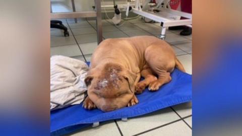 A bulldog puppy lying with its eyes closed and a wound on its head on a blue blanket on a pet floor