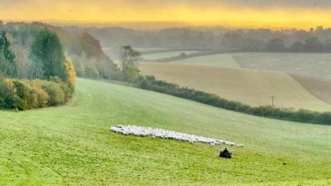 Golden skies shine in the distance over a valley of patchwork fields - each a different shade of green. There are hedgerows between some of the fields and trees in the background. In the foreground a farmer on a quad bike is rounding up a flock of white sheep.