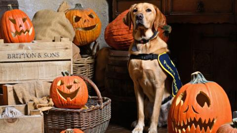 guide dog with pumpkins