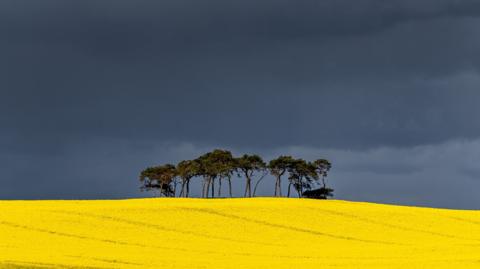 field