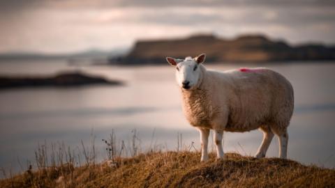A ewe is standing on an area of dried out grass with a loch and hills in the background. The sheep has a white head with black patches around its nose and a short fleece.