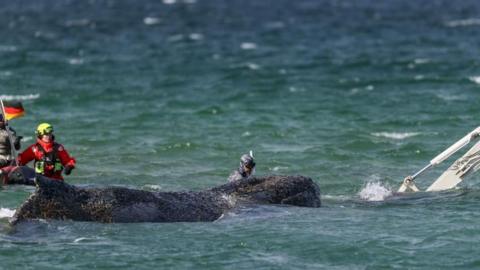 Two rescuers trying to save a stranded humpback whale in the water