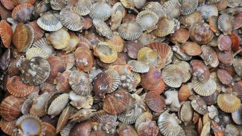 A close up of loads of King Scallops. They are a range of different colours, cream, yellow, grey and brown. Some have barnacles on them. 