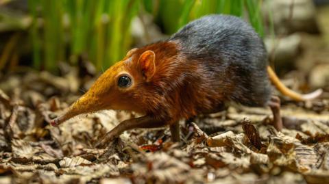 Close-up of a female elephant shrew walking across dry leaves. Its long snout and reddish‑brown fur clearly visible against the green vegetation in the background.