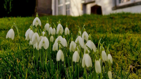 Snowdrops in bloom in front of a white church