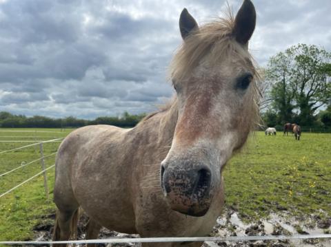 A horse at the sanctuary