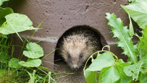 A hedgehog coming out of a brown concrete home, there are green plants either side. A brown hedgehog is poking it's nose out of a hole in the centre of the home. 