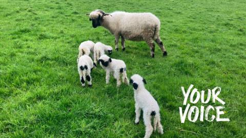 A sheep with five lambs in a field. Your Voice is embedded on the image