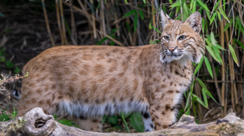 Blob the bobcat is in the middle of the images with his body facing to the right and his head looking to the left. He has orange and brown fur with spots, and white fur on his belly.