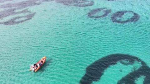 An orange rigid inflatable boat floats on shallow, green hued waters above a seabed with the seagrass circles.
© NatureScot/Chris Nall