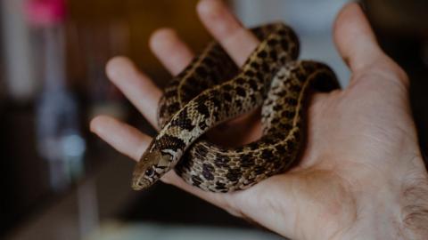 A snake in someone's hands