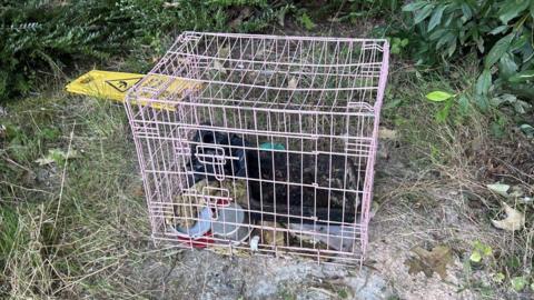 A pink crate with bowls and bin bags inside sat on a scrubby bit of land