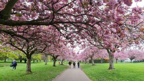 blossoms