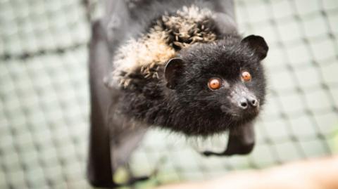 A Livingstone fruit bat looking up at the camera. It has small brown eyes. 