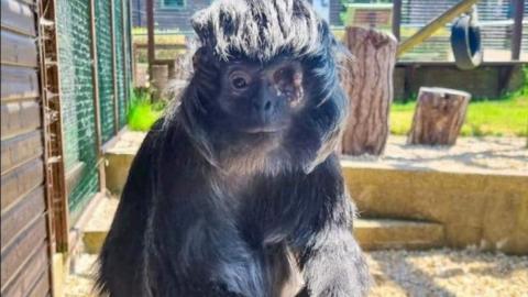 Dark grey monkey sitting looking straight at the camera it has its left eye missing - logs, a swinging tyre and a grassed area can be seen in the enclosure