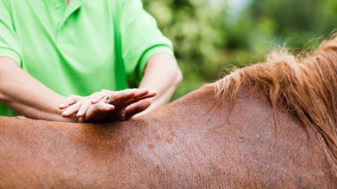 A human presses their hands against the body of a horse while giving it a massage.