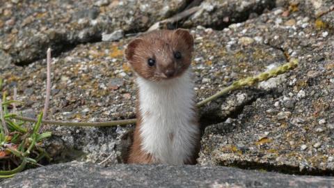 a weasel looking at the camera, standing up among rocks