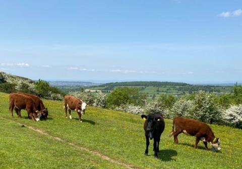 Cows on the Mendip hills with their new technology collars on