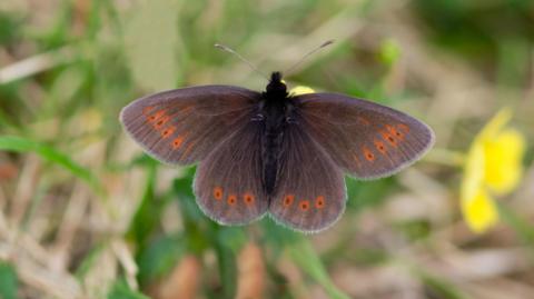 Butterfly has a dark brown body, almost black. It has brown wings with orange dots around the outer edge with black dots in the middle of the orange.