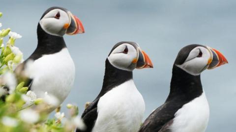 Three puffins stood next to each other looking off to the right. They all have an orange tip on their beaks, and are white and black.