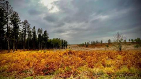 Brown heather on a common, with a forest of pine trees on one side and isolated trees dotted through the heather. It is an overcast day with dark grey clouds in the sky. 