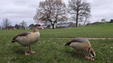 Two plump brown ducks on the grass, with one of them pecking at the ground.  A playground and buildings are in the distance.