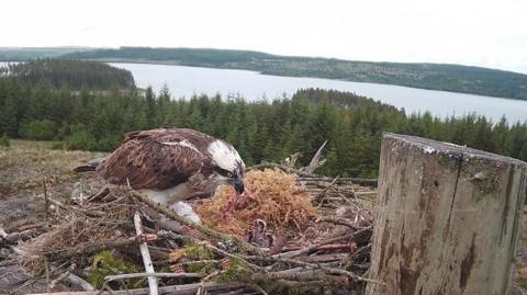 An osprey feeding three young chicks in their nest. The parent bird is brown and white, while the babies are each looking up with their beaks open. The nest is made of sticks. Trees and hills can be seen in the background along with the Kielder Water reservoir.