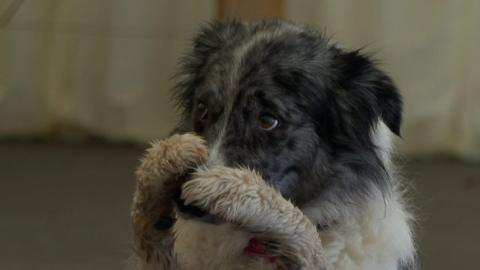 Nora with both her front paws resting on her nose 