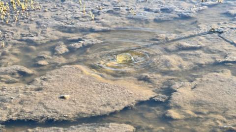 Untreated sewage water bubbling up through a garden