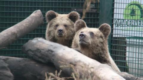 Mish and Lucy the brown bears.