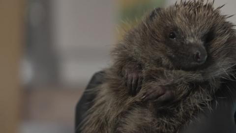 Hedgehog being held.
