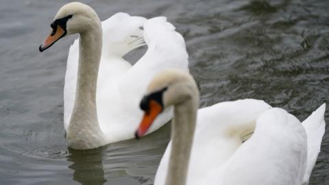 Swans