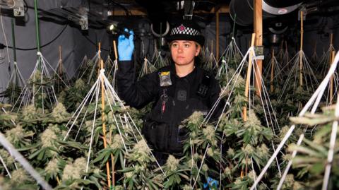 Police officer, blonde woman wears all black and police hat and shines a torch over many hanging cannabis plants.