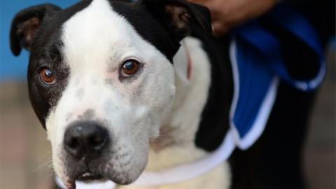 A Staffordshire bull terrier