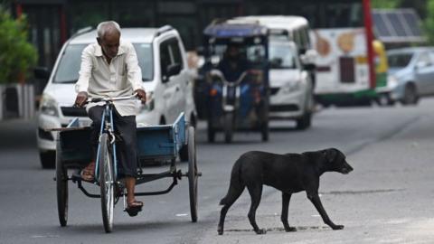 A man rides a bicycle cart past a street dog in New Delhi on August 4, 2023. India's capital will catch, sterilise and hide thousands of stray dogs roaming its streets as part of a campaign to clean up the megacity before it hosts next month's G20 summit. (Photo by Money SHARMA / AFP) (Photo by MONEY SHARMA/AFP via Getty Images)