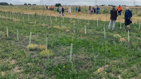 A large area with trees planted in it, and plastic around the tree stumps. There is a field in the distance. Fence posts are also in the distance. The trees are surrounded by foliage. A large number of people are walking through the area.